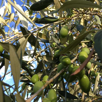 Amandes et Olives du Mont Bouquet