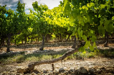 Les Collines du Bourdic – Caveau de St-Maximin