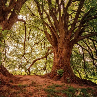 La forêt un lieu de ressource