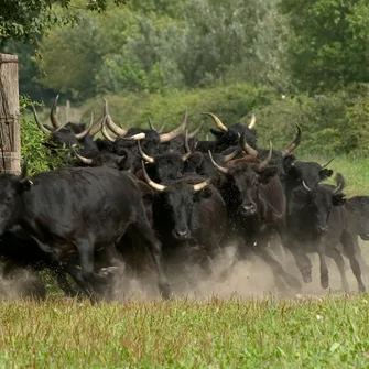 Camargue Découverte – Bureau de renseignements et de réservations