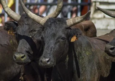 Courses Camarguaises à Uzès