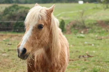 Vide greniers à Montfrin