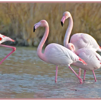 Camargue Découverte – Bureau de renseignements et de réservations