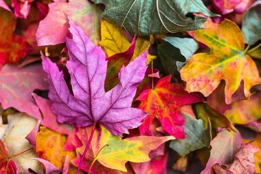 Atelier – Fabrication encres végétales et peinture aux couleurs de l’automne