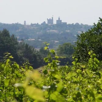 Les Vignes de l’Arque