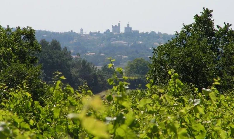 Les Vignes de l’Arque