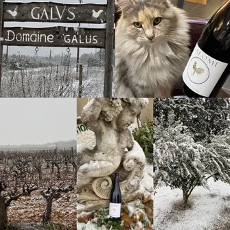 Domaine Galus