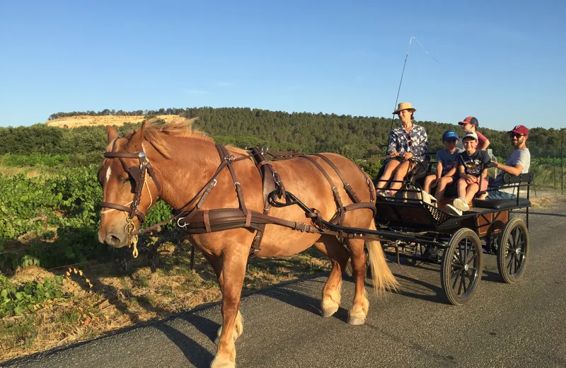 Les Chevaux de l’Uzège