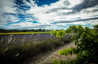 Les Collines du Bourdic – Caveau de St-Maximin