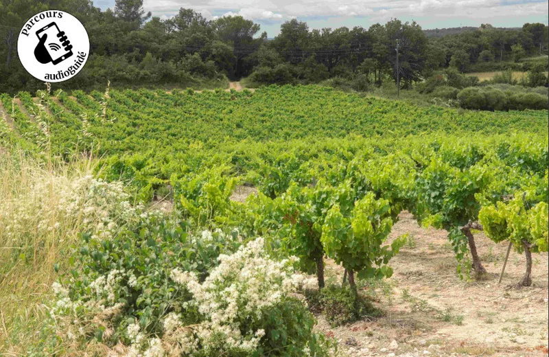 Entre vignobles et collines