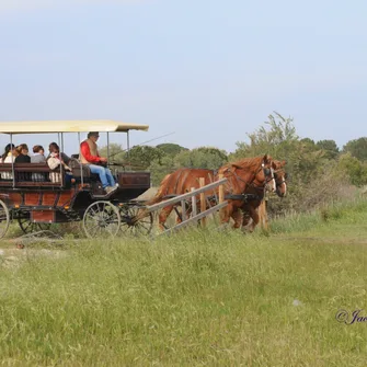 Camargue Découverte – Bureau de renseignements et de réservations