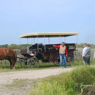 Camargue Découverte – Bureau de renseignements et de réservations