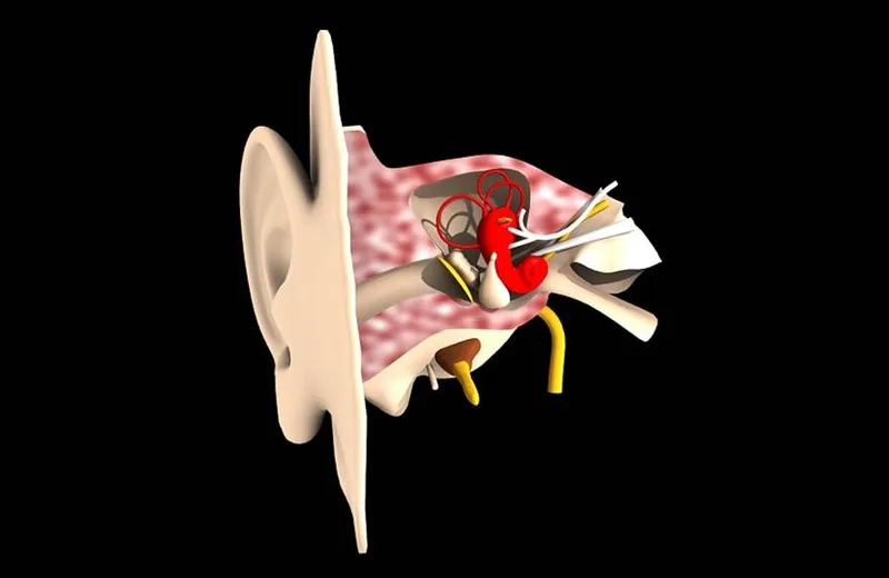 Oto-Rhino-Laryngologiste