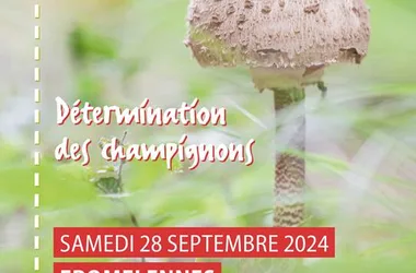 Détermination des champignons