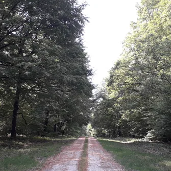 Sentier des 2 étangs /! débardage fermeture temporaire