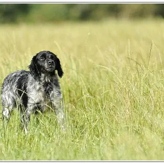 PENSION CANINE DES SOURCES DE ROUADAN