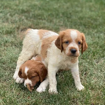 PENSION CANINE DES SOURCES DE ROUADAN