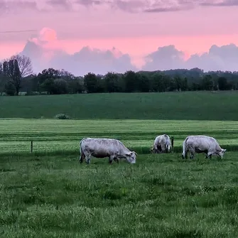 GAEC CAUNEAU – HARICOTS BLANCS – ÉLEVAGE BOVINS