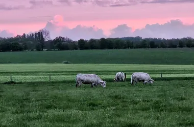 GAEC CAUNEAU – HARICOTS BLANCS – ÉLEVAGE BOVINS