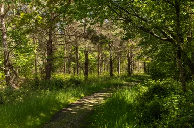 FORÊT DOMANIALE DE GRASLA