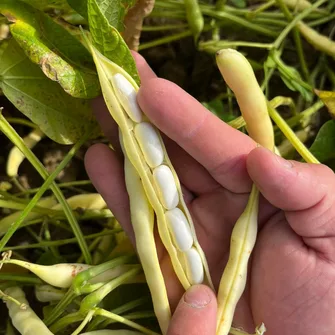 GAEC LA GRANDE MÉTAIRIE – HARICOTS BLANCS – ÉLEVAGE BOVINS