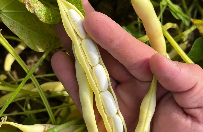 GAEC LA GRANDE MÉTAIRIE – HARICOTS BLANCS – ÉLEVAGE BOVINS