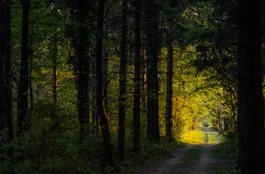 FORÊT DOMANIALE DE GRASLA