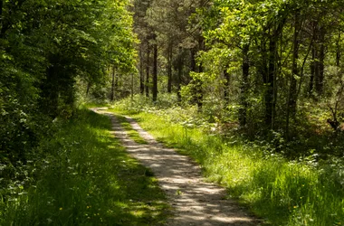 FORÊT DOMANIALE DE GRASLA