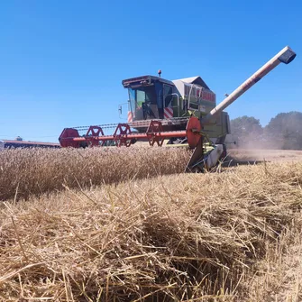 GAEC CAUNEAU – HARICOTS BLANCS – ÉLEVAGE BOVINS