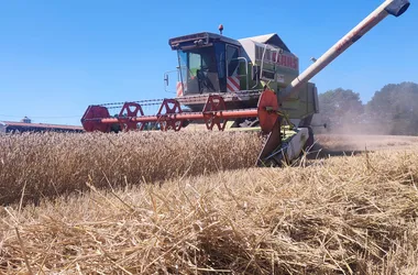 GAEC CAUNEAU – HARICOTS BLANCS – ÉLEVAGE BOVINS