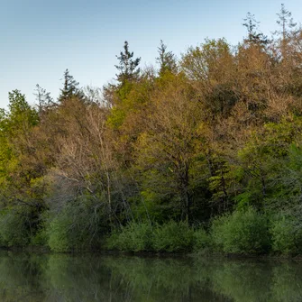 FORÊT DOMANIALE DE GRASLA