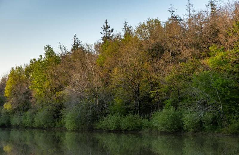 FORÊT DOMANIALE DE GRASLA