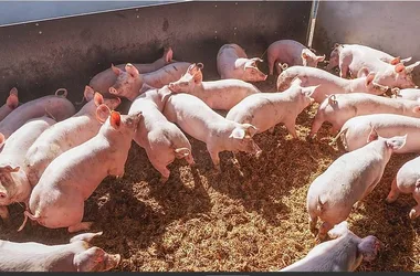 pig breeding-rose-des-vents
